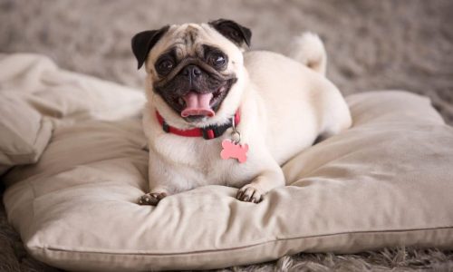 How Long Do Pugs Live How Can You Prolong Their Life Span
