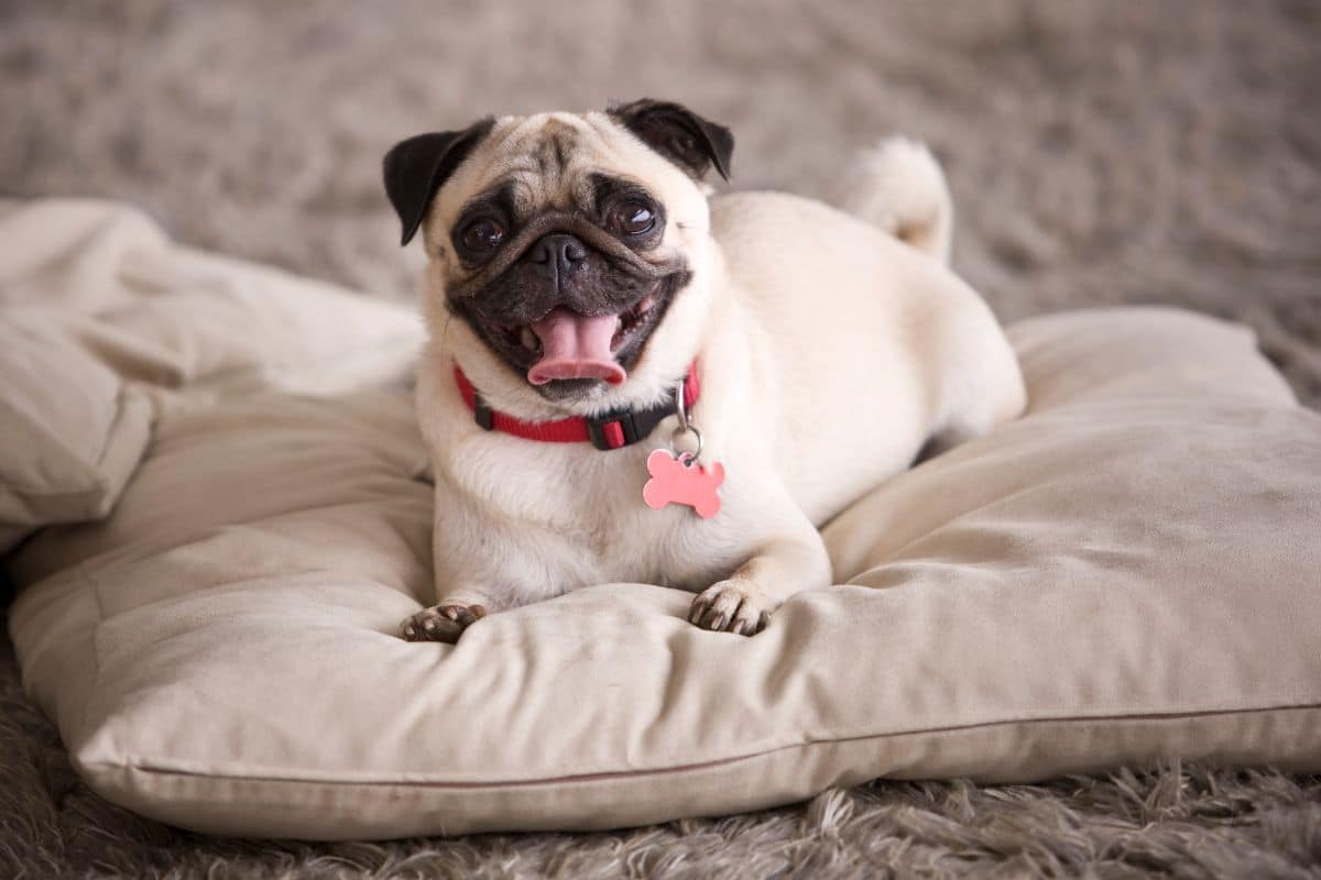 How Long Do Pugs Live? How Can You Prolong Their Life Span? cover