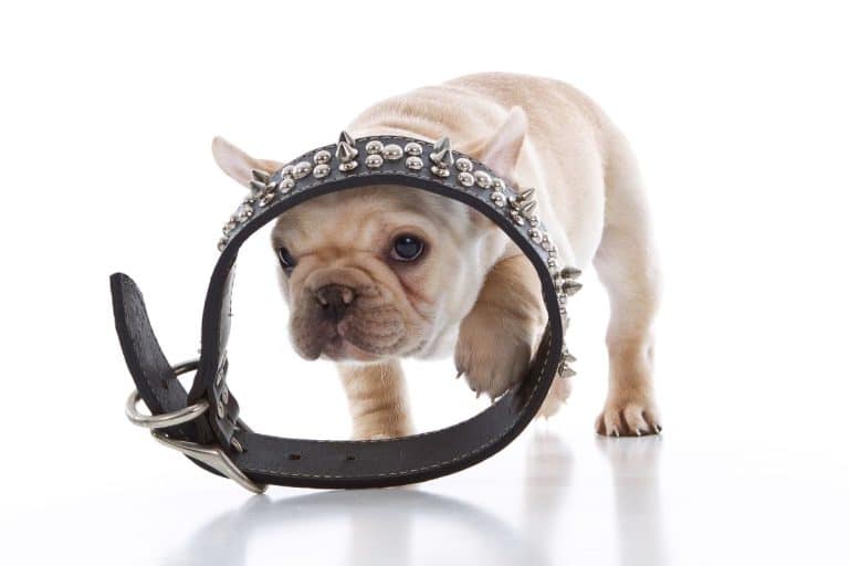 Dog Collars UK Best of 2023 & How to Choose Them