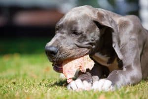 Is It Safe For A Dog To Chew Pig Ears?