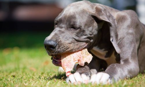 Is It Safe For A Dog To Chew Pig Ears