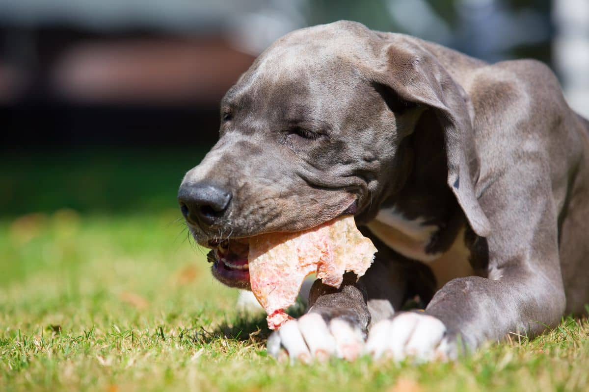 Is It Safe For A Dog To Chew Pig Ears? cover