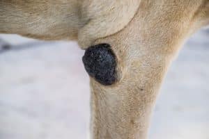 Products That Work To Treat Dog Elbow Callus