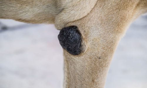 Products That Work To Treat Dog Elbow Callus