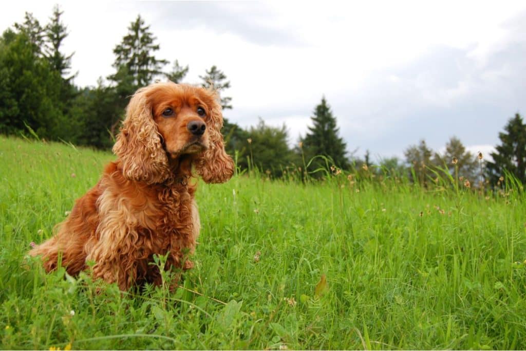 The Difference Between Show Cocker Spaniels And Working Cocker Spaniels