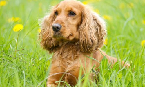 The Difference Between Show Cocker Spaniels And Working Cocker Spaniels