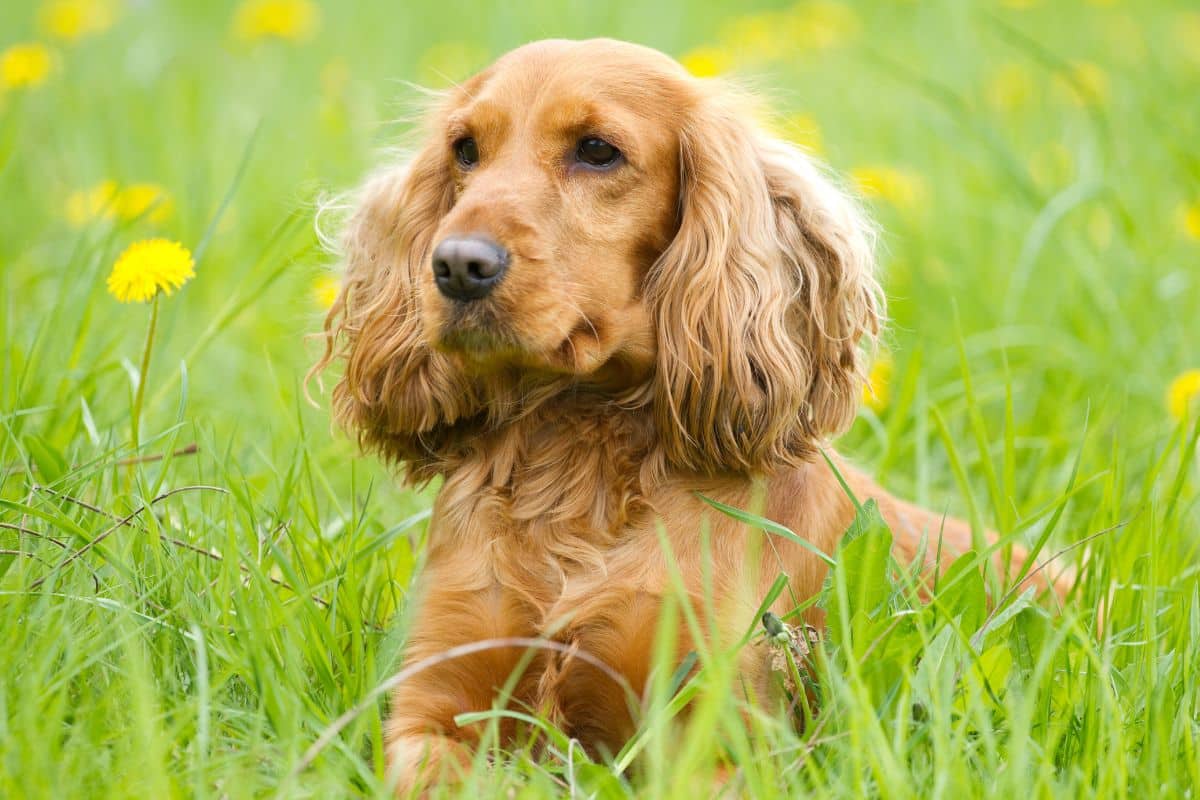 The Difference Between Show Cocker Spaniels And Working Cocker Spaniels cover