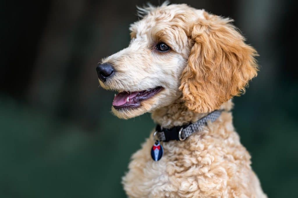 Training A Puppy To Wear A Collar