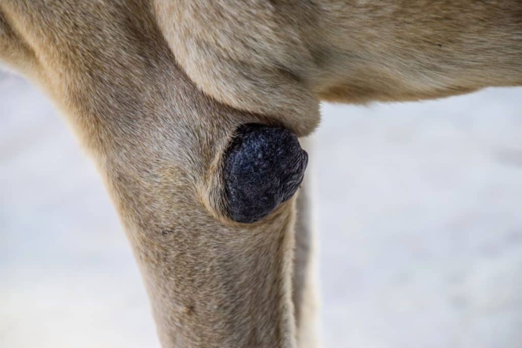 Understanding Dog Elbow Callus