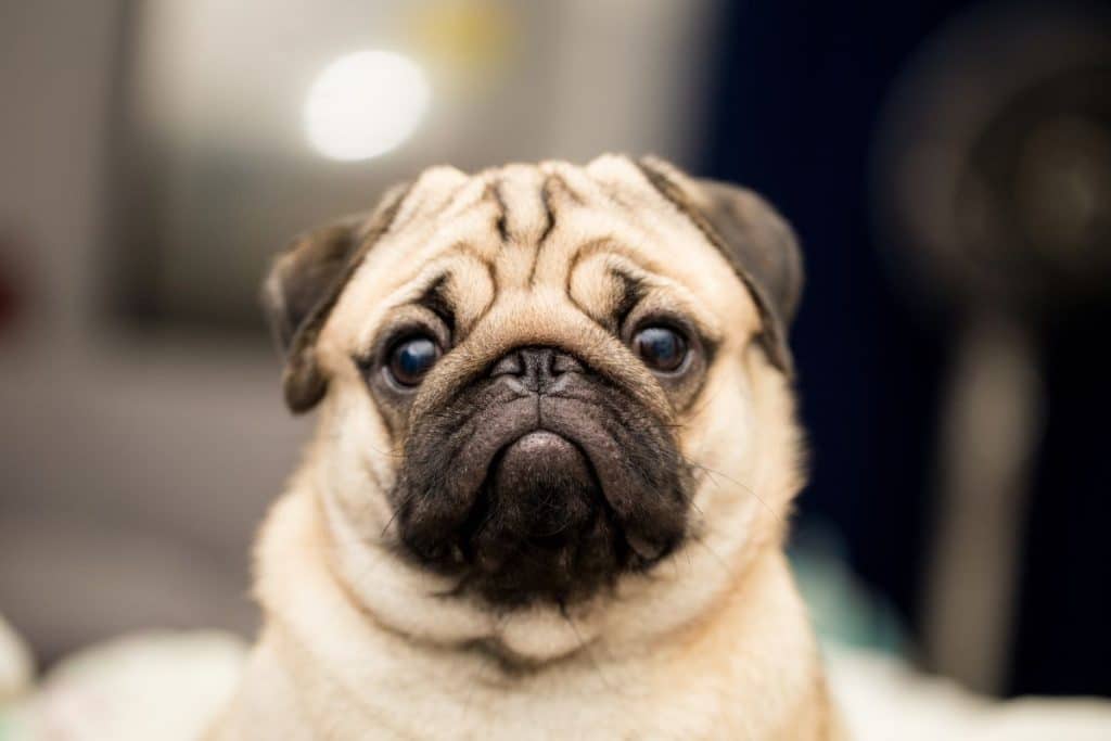 What Can You Do To Prolong A Pug's Life