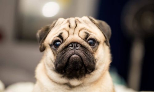 What Can You Do To Prolong A Pug's Life