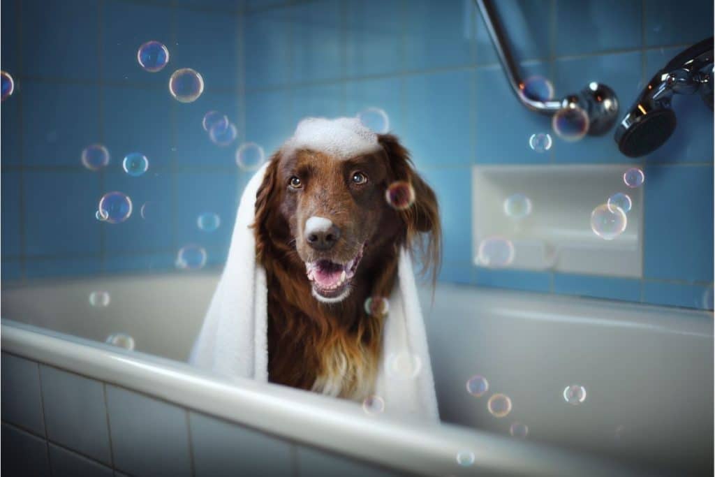 5 of the Best Portable Dog Showers