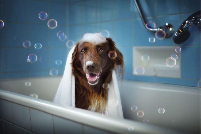 5 Of The Best Portable Dog Showers