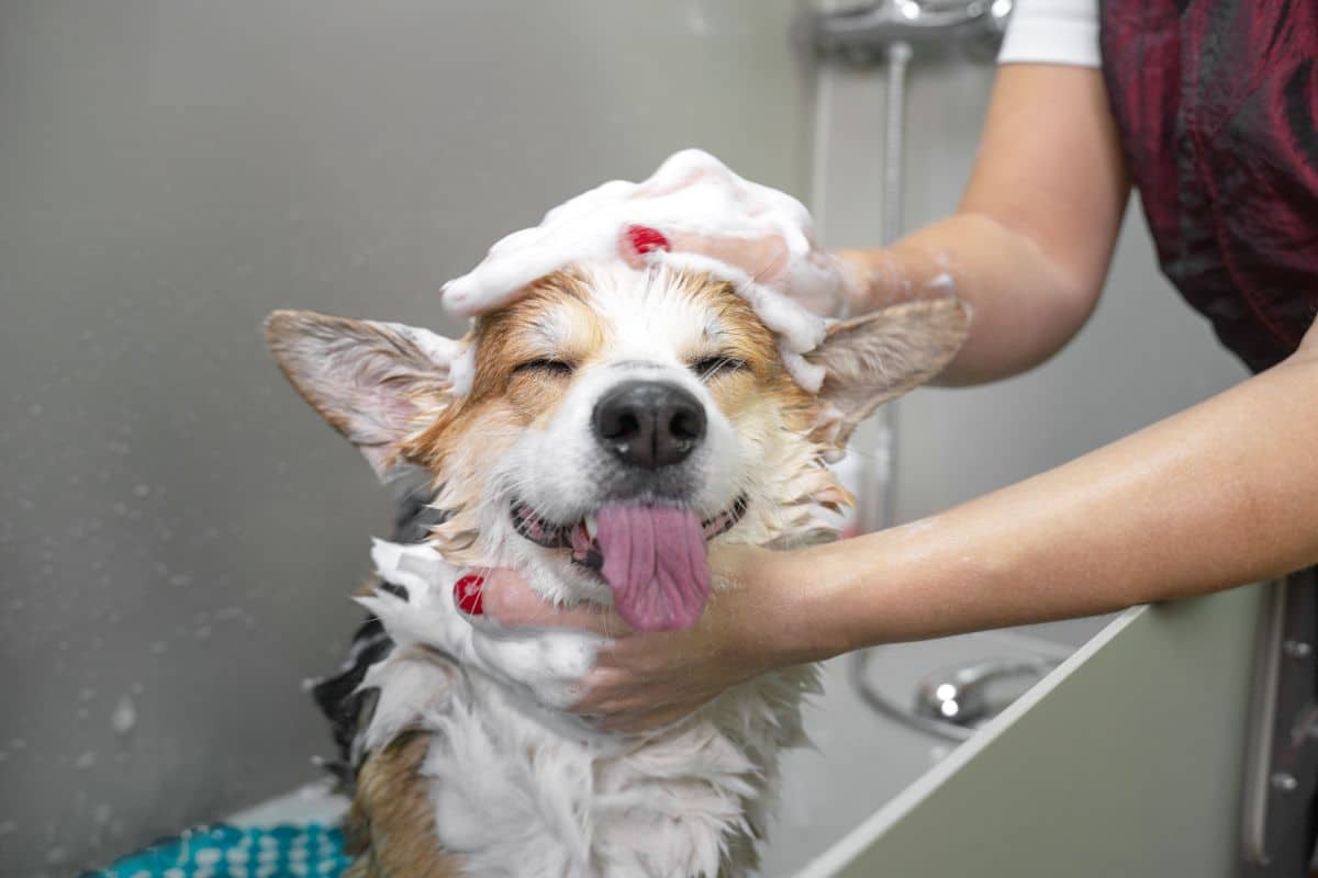 5 Of The Best Portable Dog Showers cover