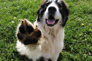 How To Remove And Prevent Dog Paw Calluses 
