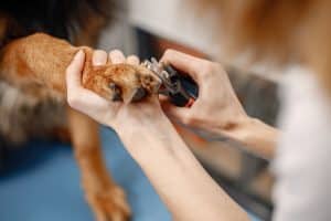 How To Treat A Torn Dog Nail