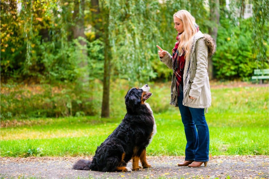 How to perfect using different dog leads successfully