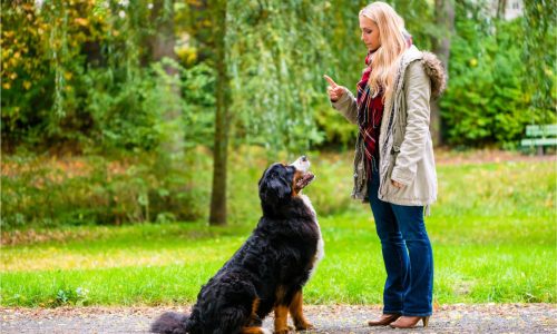 How to perfect using different dog leads successfully