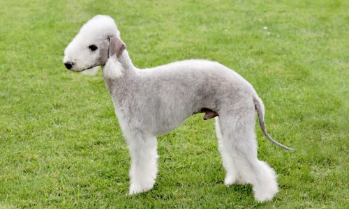 The Ultimate Guide To Bedlington Whippets Lurchers