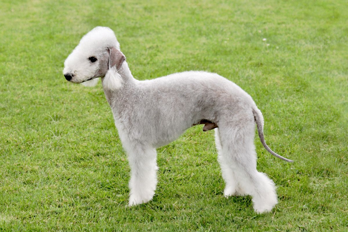 The Ultimate Guide To Bedlington Whippets Lurchers