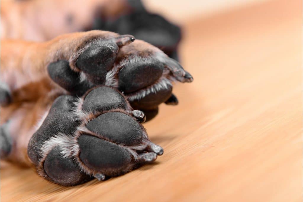 Can You Wrap A Dog S Paw Can You Wrap A Dog S Paw