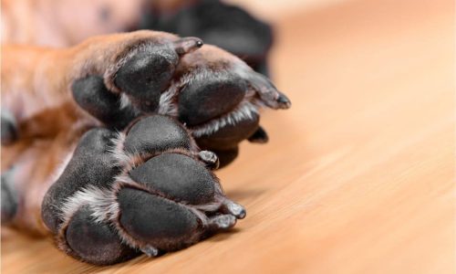 What should you do with a dog's paw pad injury?