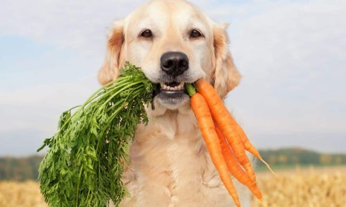 Why should you add vegetables to your dog's meals?