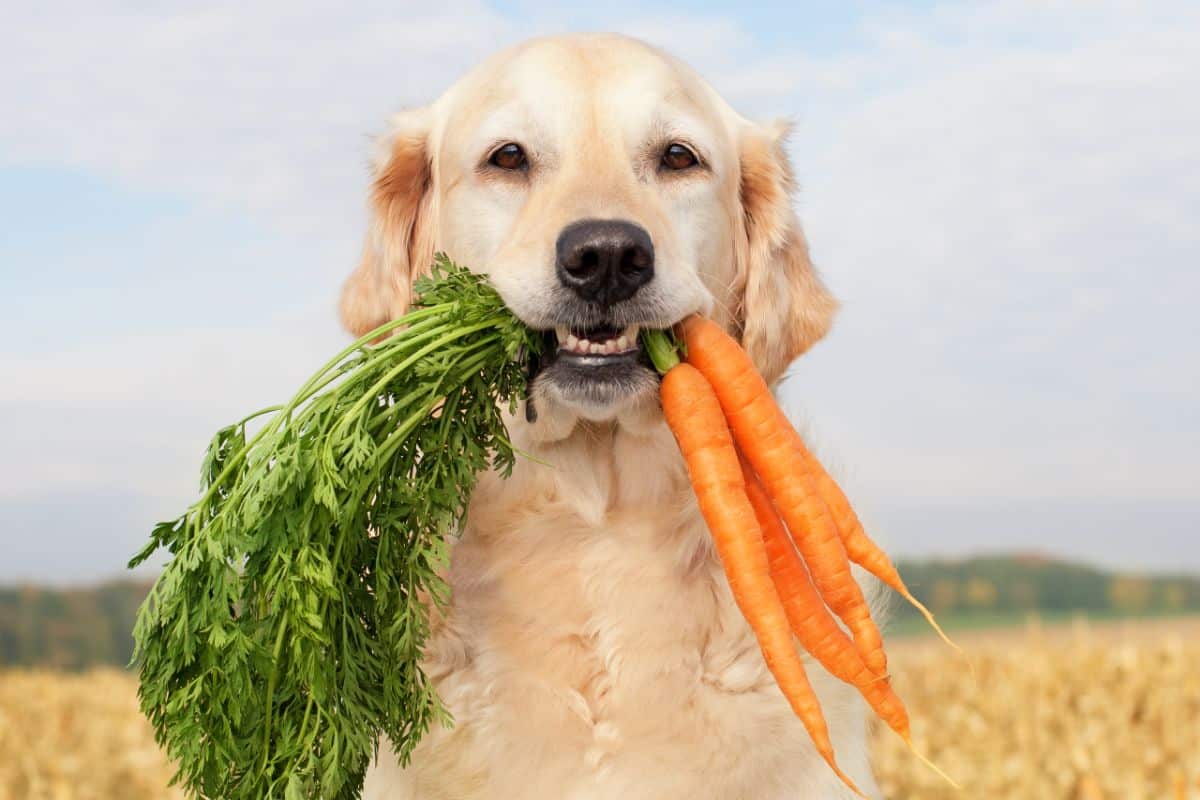Why should you add vegetables to your dog’s meals? cover