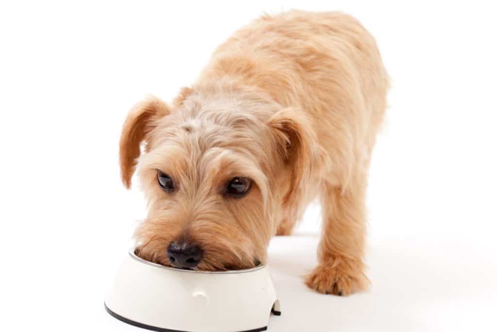 Why should you add vegetables to your dog's meals?