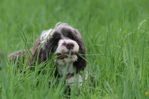 Can Dogs Eat Stevia?