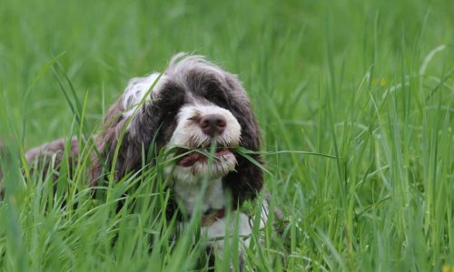 Can Dogs Eat Stevia?