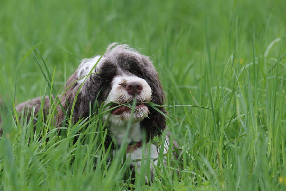 Can Dogs Eat Stevia? cover