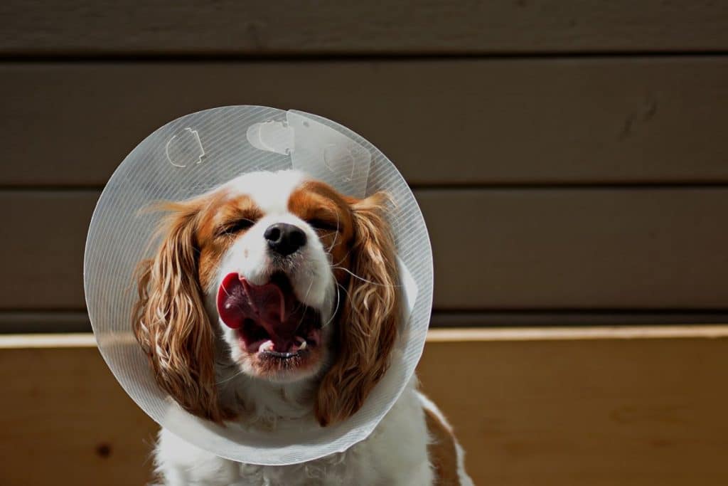 DIY Comfy Alternative To The Cone Of Shame