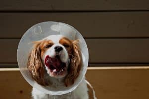 How To DIY A Comfy Alternative To The Cone Of Shame