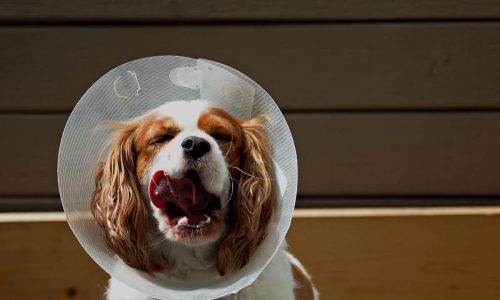 DIY Comfy Alternative To The Cone Of Shame