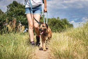 How And When To Use A Long Dog Leash