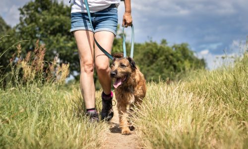 How And When To Use A Long Dog Leash