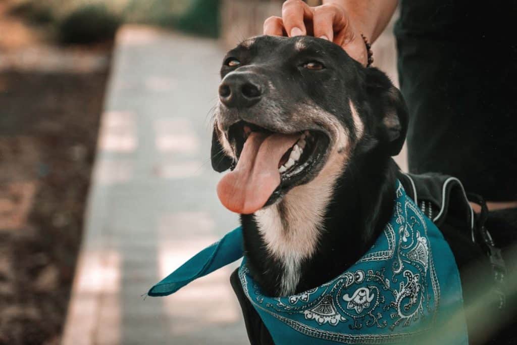 Meet The Towel Dog Collar