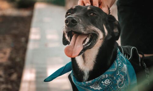 Meet The Towel Dog Collar