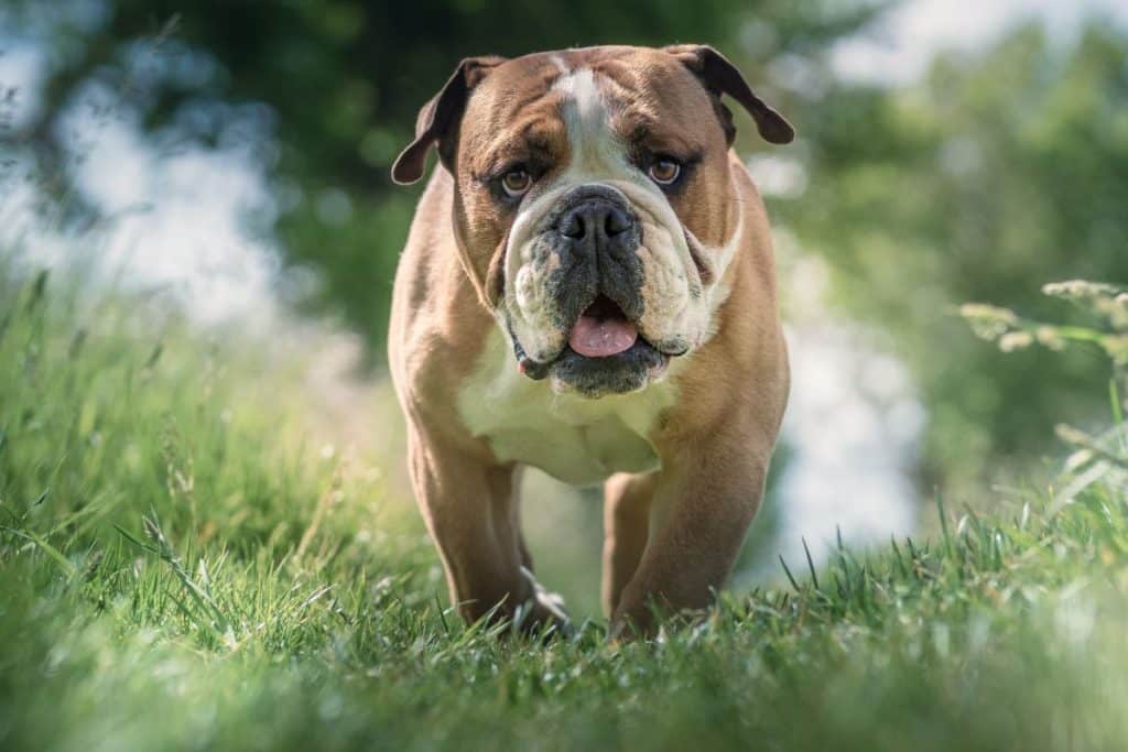 Old Tyme Bulldog old-tyme-bulldog