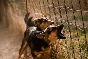 Put An End To Dog Fence Fighting Aggression