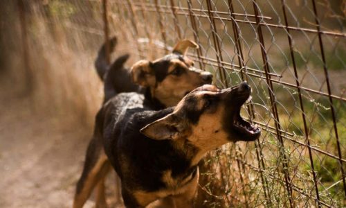 Put An End To Dog Fence Fighting Aggression