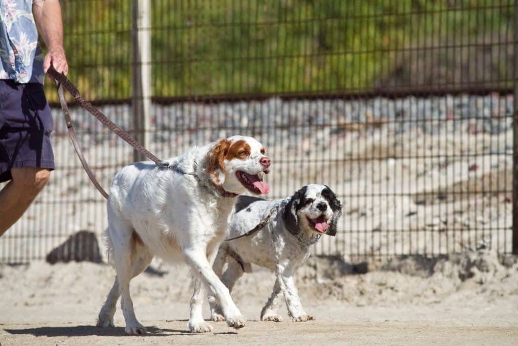 Take Both Dogs For A Walk