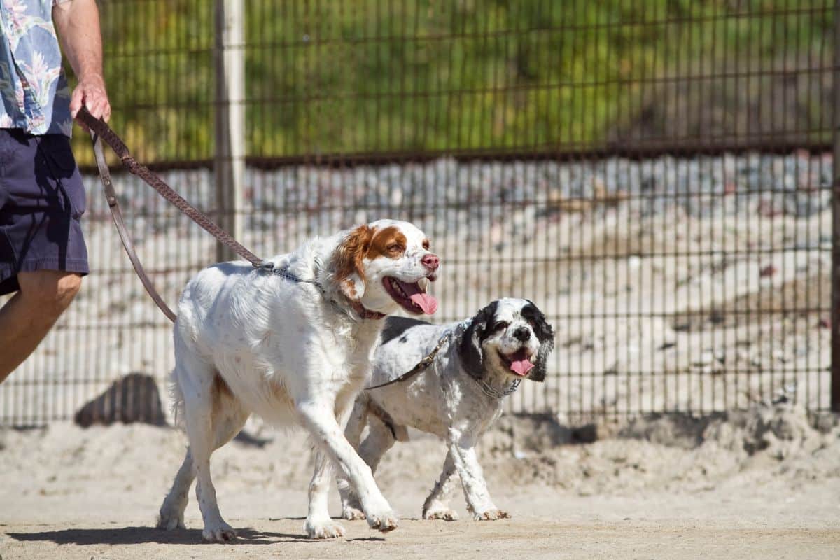 Take Both Dogs For A Walk