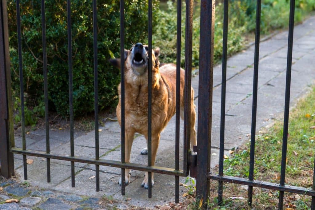 Training Your Dog Not To Bark At The Doorbell