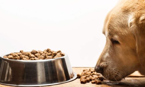 Just How Good Is Wainwright's Dog Food?