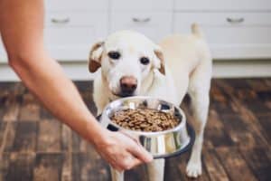How to naturally treat constipation in dogs?