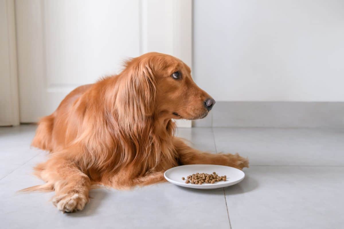When should I switch my dog to grain-free food? cover