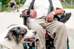 Emotional Support Dogs – What Do They Do? (2023)