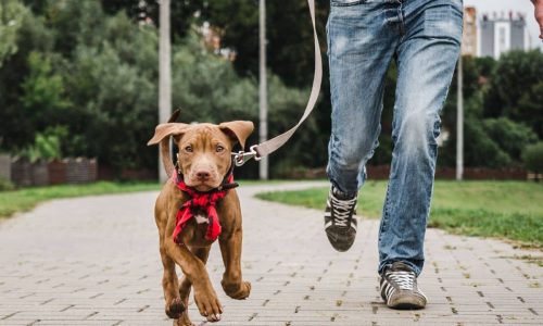 Teaching Your Puppy To Walk On Leash